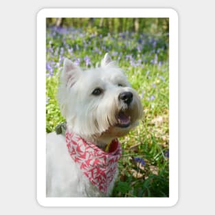 Westie Sticker